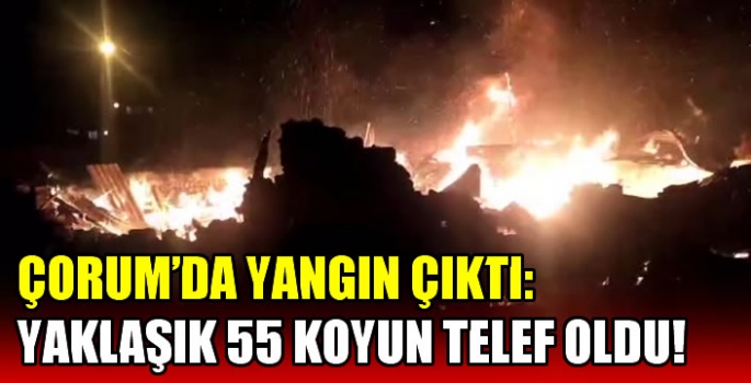 Çorum'da yangın çıktı: Yaklaşık 55 koyun telef oldu!