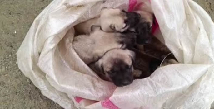 Çuvalla kırsala bırakılan 15 köpek yavrusu koruma altına alındı