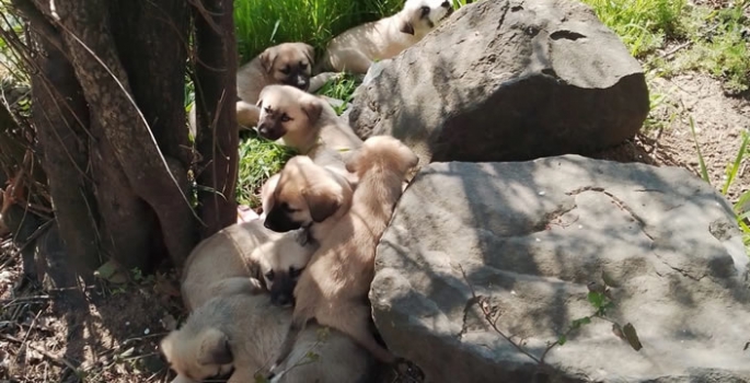 Çuvallar içinde terk edilen 14 köpek yavrusu barınağa alındı