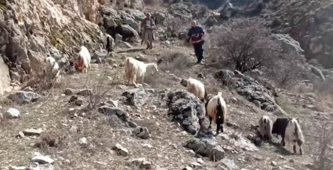 Darende'de kayalıklarda mahsur kalan keçileri itfaiye kurtardı