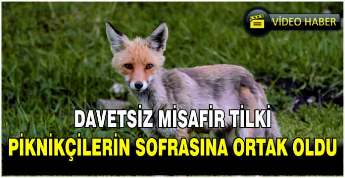 Davetsiz misafir tilki, piknikçilerin sofrasına ortak oldu