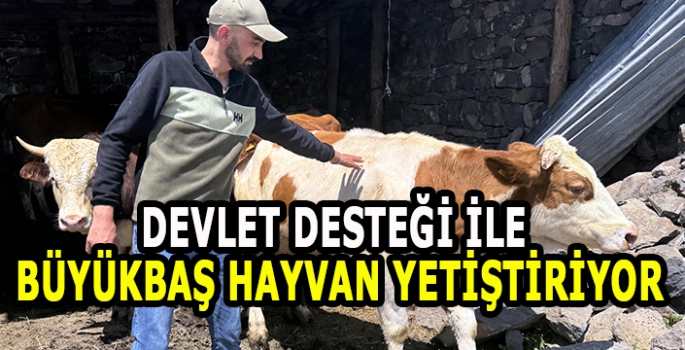 Devlet desteğiyle büyükbaş hayvan yetiştiriyor