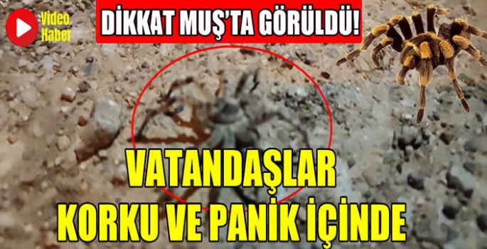 Dikkat Muş’ta görüldü! Vatandaşlar korku ve panik içinde… 