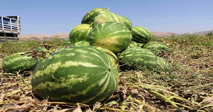 Diyarbakır'da karpuz hasadına başlandı