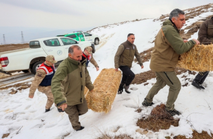  Diyarbakır'da yaban hayvanlarına havadan da yem bırakılıyor