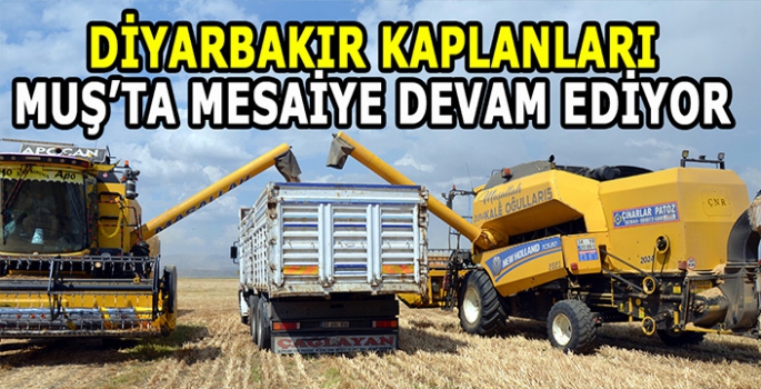 Diyarbakır kaplanları Muş’ta mesaide: Binlerce dönüm tarla biçiyorlar