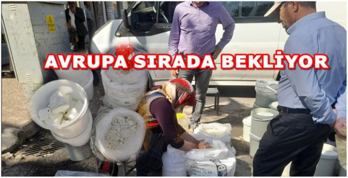 Avrupa sırada bekliyor! Doğal beslenenlerin peynir ve tereyağı ihtiyacını Malazgirt karşılıyor