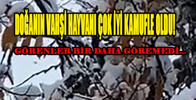 Doğanın vahşi hayvanı çok iyi kamufle oldu: Gözleri parıl parıl görenler bile asla göremedi!