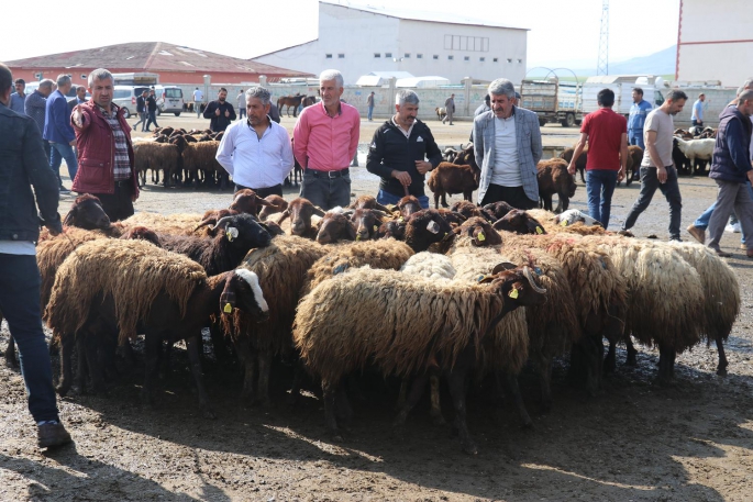 Doğu Anadolu'daki hayvan pazarlarında arife yoğunluğu yaşanıyor