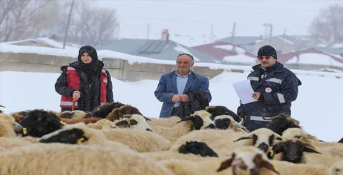 Doğu'daki veteriner hekimler ağır kış koşullarında hayvanların tedavisini aksatmıyor