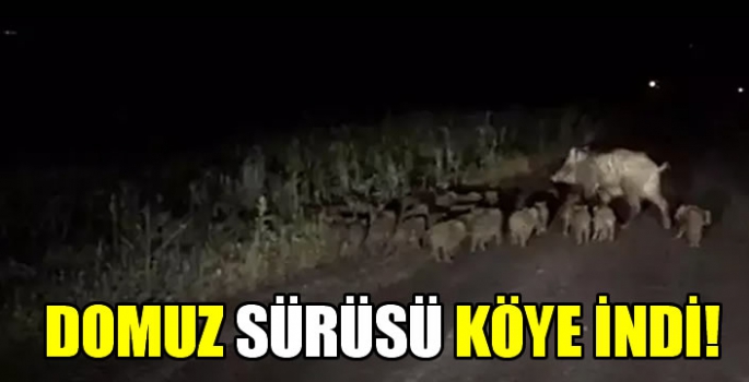 Domuz sürüsü köye indi!