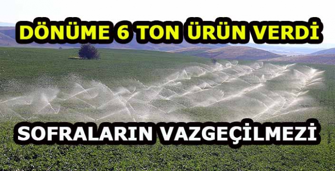 Dönüme 6 ton ürün verdi: Sofraların vazgeçilmezi!