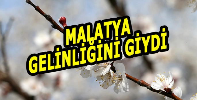 Dünya kayısı başkenti Malatya beyaz gelinliğini giydi