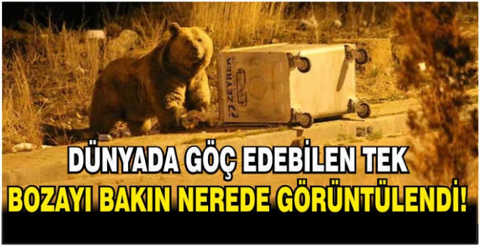 Dünyada göç edebilen tek bozayı bakın nerede görüntülendi!