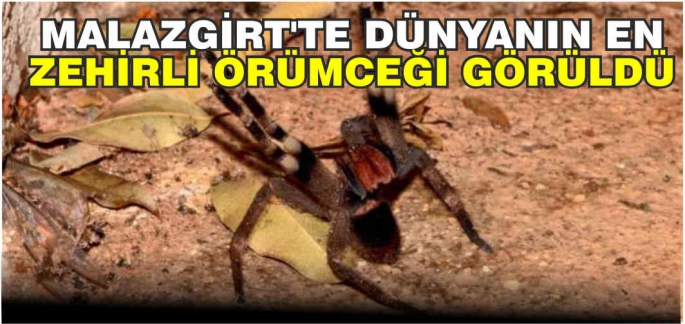 Dünyanın en zehirli örümcek türü Malazgirt’te görüldü!