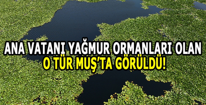 Ekipler harekete geçti: Ana vatanı yağmur ormanları olan eşsiz tür Muş'ta görüldü!