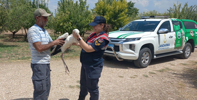 Elazığ'da yaralı bulunan leylek tedavi edilecek