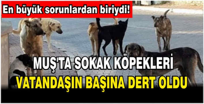 En büyük sorunlardan biriydi! Muş’ta sokak köpekleri vatandaşın başına dert oldu