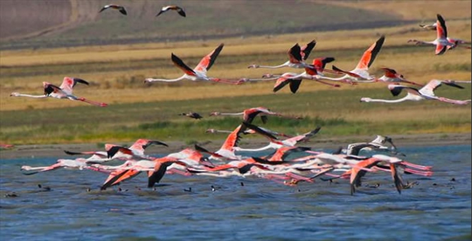 Erçek Gölü göç yolculuğundaki flamingoları ağırlıyor