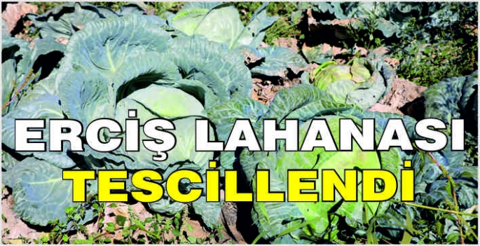 Erciş lahanası tescillendi