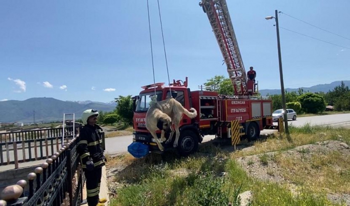 Erzincan'da dere yatağında mahsur kalan köpek kurtarıldı