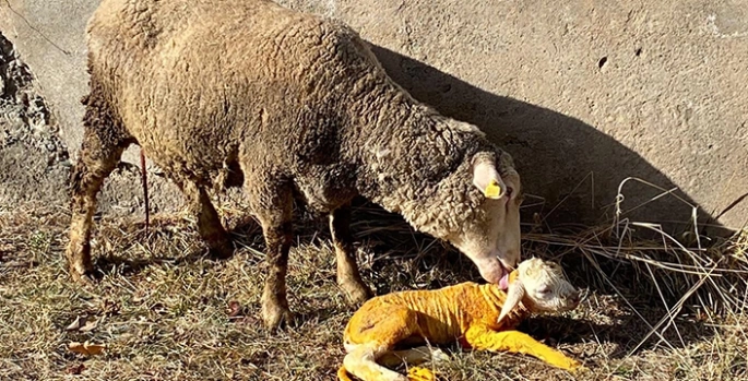 Erzincan'da doğum yapmakta zorlanan koyun İl Tarım ve Orman Müdürlüğünde kurtarıldı