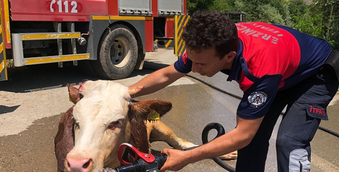 Erzincan'da kanalizasyon kuyusuna düşen ineği itfaiye ekipleri kurtardı