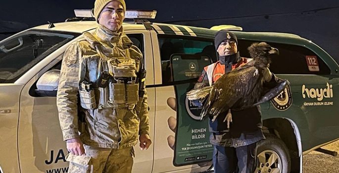 Erzurum'da jandarmanın bitkin bulduğu akbaba bakımının ardından doğaya salındı