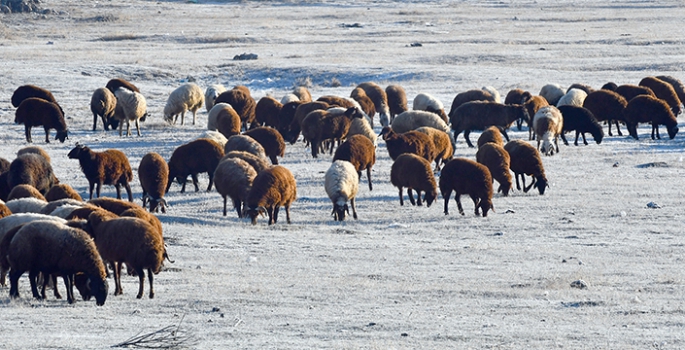 Erzurum'da sis, Kars ve Ardahan'da soğuk hava etkili oldu