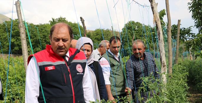 Etkili olan dolu tarım alanlarında zarar oluşturdu