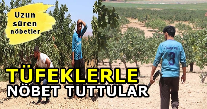 Fıstık bekçileri iş başında! Ellerinde tüfeklerle 7/24 nöbetteler! 