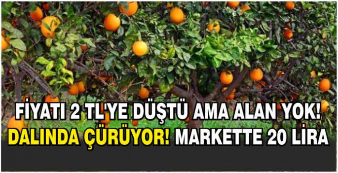 Fiyatı 2 TL’ye düştü ama alan yok! Dalında çürüyor! Markette 20 lira