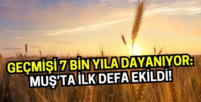 Geçmişi 7 bin yıla dayanıyor: Muş’ta ilk defa ekildi!