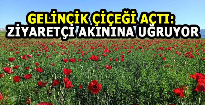 Gelincik çiçeği açtı: Görmek için gidiyorlar