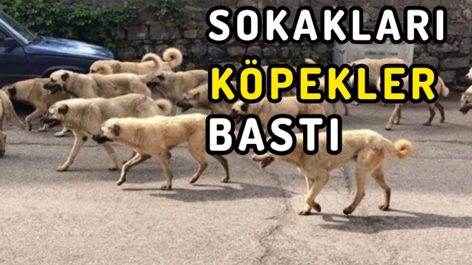 Genç mimarın ölümünden sonra köpek sürüleri korku saldı!