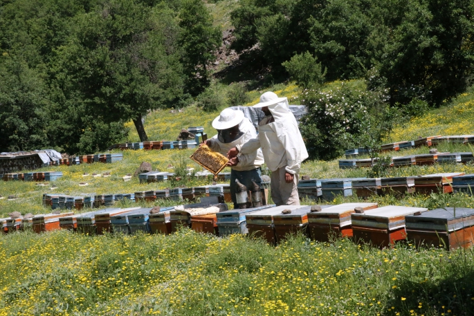 Gezgin arıcılar, Hizan'ın zengin floralı yaylalarını tercih ediyor