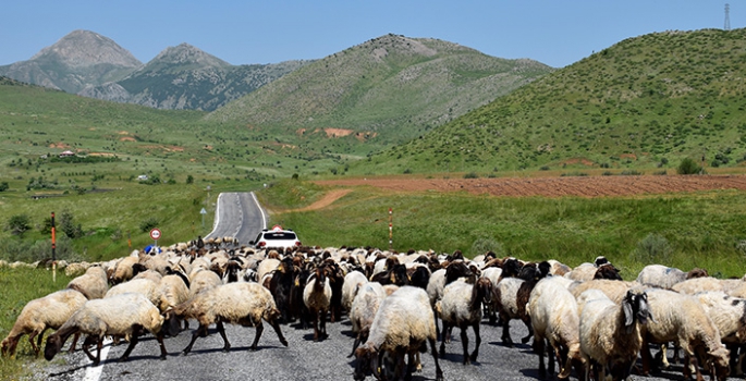 Göçerlerin yaylalara yolculuğu devam ediyor