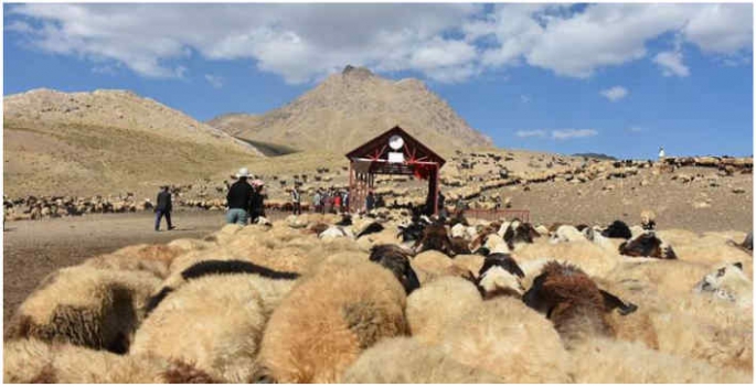 Hakkari'de berivanlar için yaylada sağım merkezi kuruldu