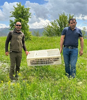 Hakkari'de doğaya 650 keklik salındı