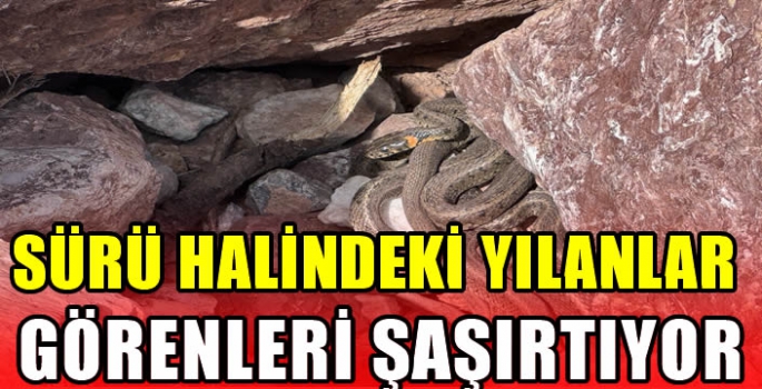 Hakkari'de sürü halindeki yılanlar görenleri şaşırtıyor