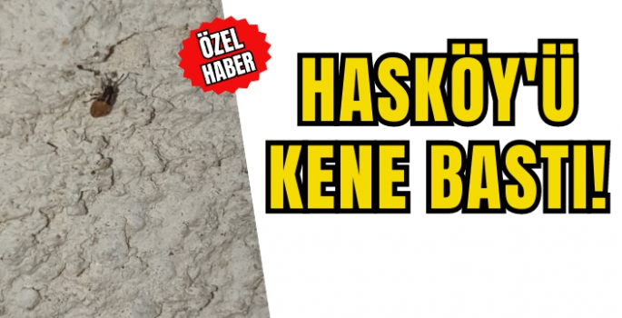 Hasköy’de 'kene' paniği: Mahalle sakinleri korkudan uyuyamıyor! 