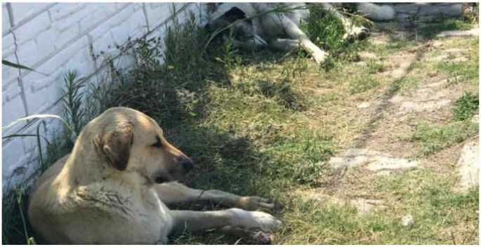 Hastalıklı köpekleri Ankara'ya getiren 2 kişi hakkında dava açıldı