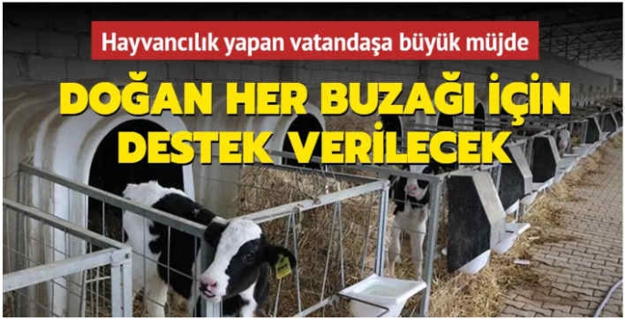 Hayvancılık yapan vatandaşa büyük müjde... Doğan her buzağı için destek