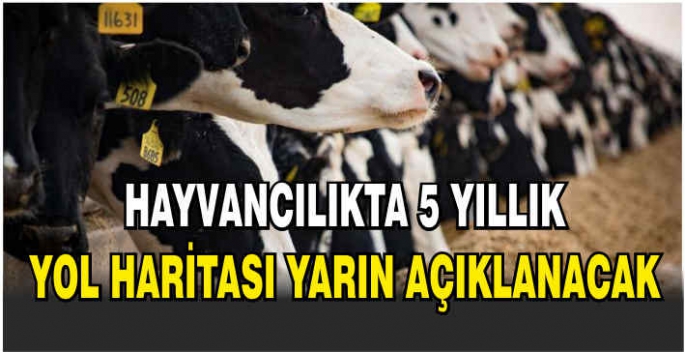 Hayvancılıkta 5 yıllık yol haritası yarın açıklanacak