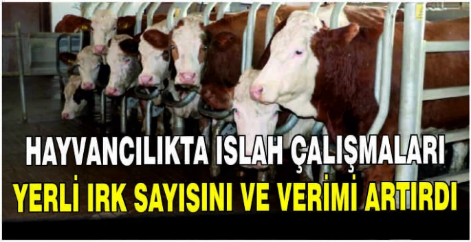 Hayvancılıkta ıslah çalışmaları yerli ırk sayısını ve verimi artırdı