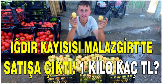 Iğdır kayısısı Malazgirt’te satışa çıktı! 1 Kilo Kaç TL?