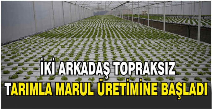 İki arkadaş topraksız tarımla marul üretimine başladı