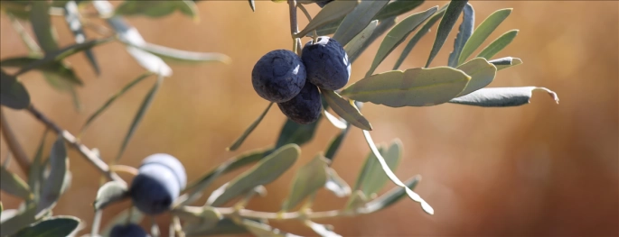 İklim değişikliği Karadeniz'i zeytin üretimine elverişli hale getirebilir