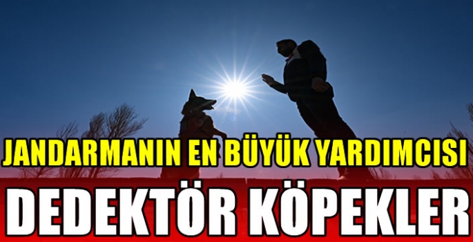 Jandarmanın en büyük yardımcısı dedektör köpekler