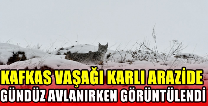 Kafkas vaşağı karlı arazide gündüz avlanırken görüntülendi